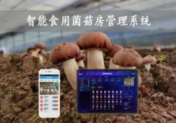  智能食用菌菇房管理系統(tǒng)，物聯(lián)網(wǎng)方案應(yīng)用哪些領域，打造菌菇種植工廠