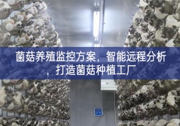 「智慧養(yǎng)殖」菌菇養(yǎng)殖監(jiān)控方案更多可能性，智能遠(yuǎn)程分析創新為先，打造菌菇種植工廠